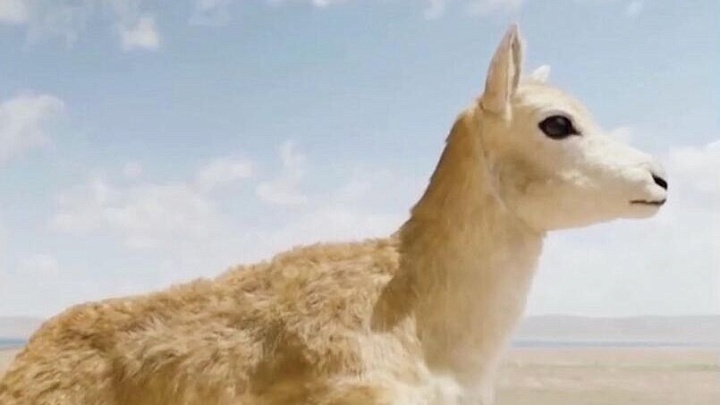 Китайские ученые внедрили робота в стадо тибетских антилоп